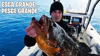 VERTICAL BALL FA IMPAZZIRE PESCI E PESCATORI