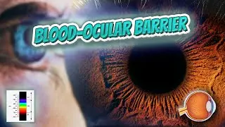 Blood&ndash;ocular barrier - Your EYEBALLS - EYNTK 👁️💉😳💊🔊💯✅