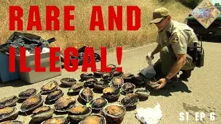 Illegal Abalone Bust After Undercover Sting | Wild Justice