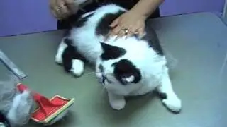 Cura ed igiene del mantello del gatto a pelo corto e lungo