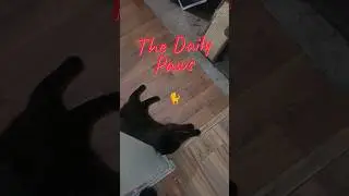 The Daily Paws🎵😻🐈 #catsofyoutube #cat #blackcat #funny #kitten #Ailurophile #blackcat #funny #cute