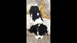 Simba cane simpatico