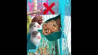 MymomlovesthisbirdfeederIgother!❤️👍#birds#gift#par
