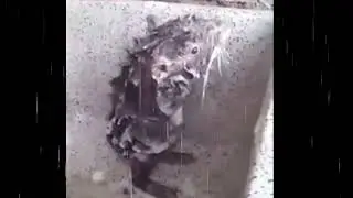 Top 5 rat