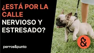 🐶¿Se pone NERVIOSO y ansioso por la CALLE?