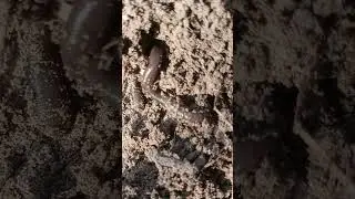 very big Earth worm#shots