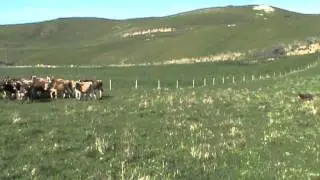 Karana Charm II moving Jersey calves