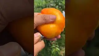delicious  fruit#sweet fruit#love nature#fresh#sweet#nature #farmfresh