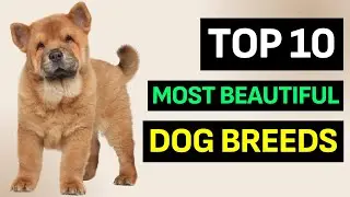 TOP 10 Most BEAUTIFUL  Dog Breeds In 2023
