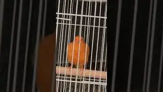 El Macho orange roller canary. Best way to get him #signingcanary #like #share  #subscribe #happy 