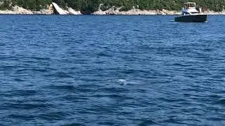 Delfin Lim fjord