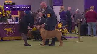 Dogues de Bordeaux | Breed Judging 2026