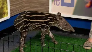 Знакомьтесь с Дозером, южноамериканским тапиром из зоопарка Wildlife World