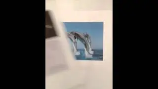 Echolocation 