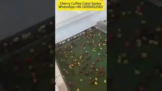 Coffee color sorter machine/Cherry coffee color sorter--WhatsApp:+86 18956052563 #colorsorter