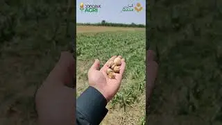 Fresh NARC G1 Garlic Seed For Sale  #shorts #narcg1 #narcg1garlic #narc #g1 #seed #booking #sale