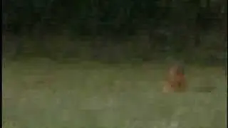 drunken squirrel
