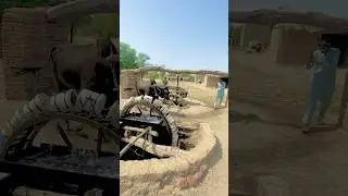 Old Water Lifting system&bull;|~&bull; old well system rotated with oxen #viral