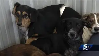 Guthrie animal shelter asks for help fixing wind damage