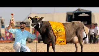 🛑Live🛑Sahib Dairy Farm || Call-95180-55688 🏆🏆