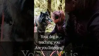 Learn to Read Your Truffle Dog's Communication