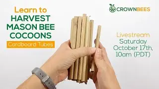 How to Harvest Mason Bee Cocoons from Cardboard Tubes with Dave Hunter October 17, 2020