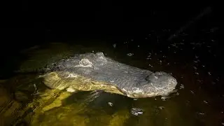 We found SNAKES and ALLIGATORS at night driving through Florida!