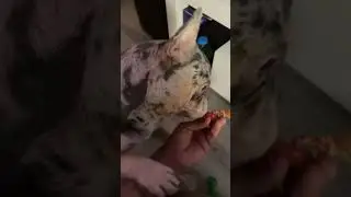 Daddy grab toy! #mojodealsz #frenchiesofyoutube #shorts #frenchiesquad