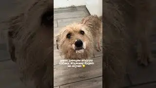 Теперь не скучно всем 🤣 эта половина спаниеля своей энергией  ставит на уши весь поселок 🤣