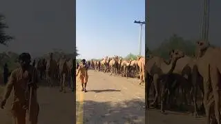 The journey of Desert camels #shorts