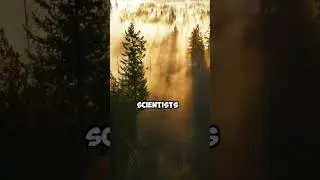 Some Trees Live Over 5,000 Years 😲🌳||#naturefacts#worldfacts @FactHorizon-Tv