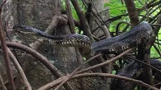 Rat Snake Release!