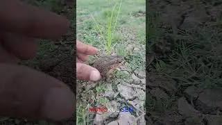 Gold toad / black toad / spider / MUNGKUL SEN #shortvideo  #frog #funnyanimal