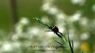 SWAMP MILKWEED BEETLE slow motion takes off, flying