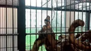 Zebrafinken Schnursport / ropegames