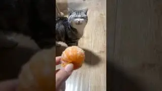 The emotions of cats are all on their faces#funny#fyp#cat #youtubeshorts #foryou