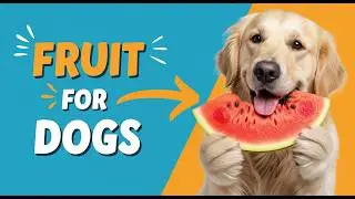 Best Fruits for Dogs &ndash; Benefits and Safe Dosage You Must Know!
