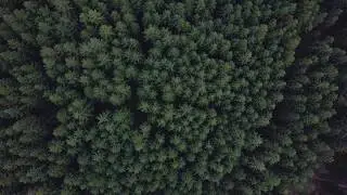 WOODS - Sony a6500 - Mavic Pro