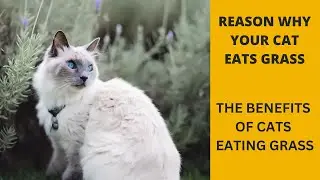 Why Your Cat Eats Grass and The Benefits of Cats Eating Grass.