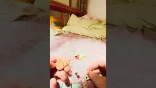 Eraser collection 
