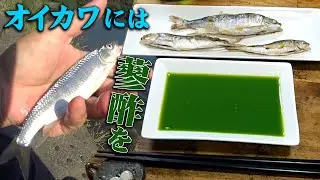 オイカワ釣りは時合いの時間に余裕を持って行きましょう【塩焼き蓼酢掛け】