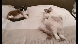 If Cats Ruled The World  (Timo the Ragdoll Cat)