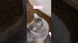 Cat Talking Like A Human #Shorts