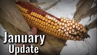 FOOD PLOT Update - CORN vs BEANS January results