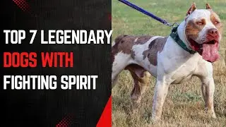 Top 7 Legendary dogs with fighting spirit 