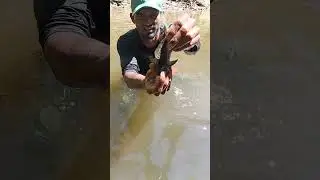 MIRA EL MACACO O PEZ DIABLO QUE CAPTURAMOS #shortvideo #pescasub #pesca #lineadepesca #fishing
