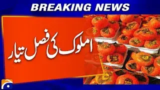 𝗙𝗿𝗲𝘀𝗵 𝗔𝗺𝗹𝗼𝗸 𝗛𝗮𝗿𝘃𝗲𝘀𝘁 𝗛𝗶𝘁𝘀 𝗠𝗮𝗿𝗸𝗲𝘁𝘀 &ndash; Farmers Ready to Sell! | Breaking News Pakistan 2025