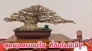 สุดยอดบอนไซจิ๋ว อินโดนีเซีย Mini Bonsai Indonesia