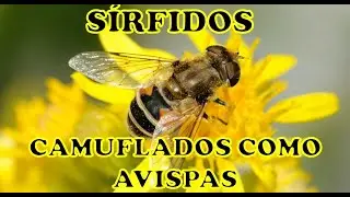 Sirfidos. Camuflados como avispas - Periergeia