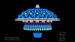 Molecular mechanism for rotational switching of the bacterial flagellar motor
